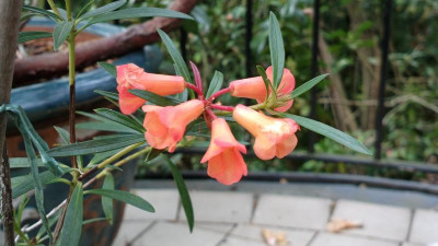 2013-05-06-0642R._nervulosum_Argent.jpg