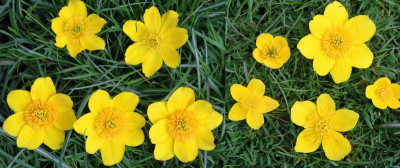 Caltha_palustris_2013-05-04webklein.jpg