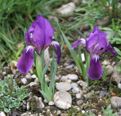 Iris_lutescens_2013-05-07webklein.jpg
