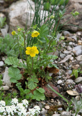 Geum_x_sudeticum_2013-05-07webklein.jpg