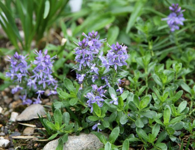 Veronica_saturejoides_saturejoides_2013-05-07webklein.jpg