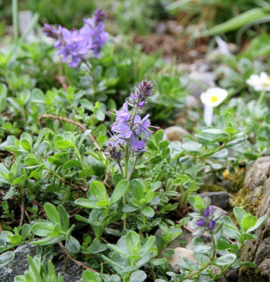 Veronica_saturejoides_kellereri_2013-04-07webklein.jpg