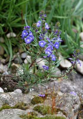 Veronica_armena_2013-05-07webklein.jpg