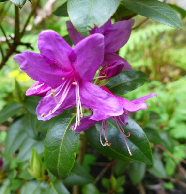 Rhododendron_concinnum_var._pseudoyanthinum_dunkle_Form_fars_2013.jpg