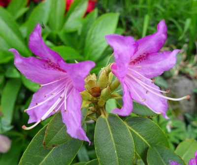 Rhododendron_concinnum_pseudoyanthinum_helle_Form_fars_2013.jpg