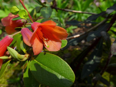 Rhododendron_cinnabarinum_fars_2013.jpg