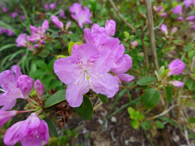 Rhododendron_oreotrephes_fars_2013.jpg