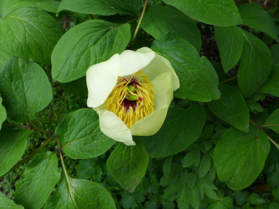Paeonia_steveniana_fars_2013.jpg