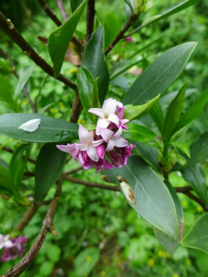 Daphne_odora_fars_2013.jpg