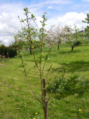 Pfirsich_kk_anfang_Mai_2013_004.JPG