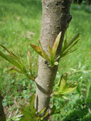 Pfirsich_kk_anfang_Mai_2013_002.JPG