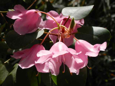 Rhodo._orbiculare.jpg