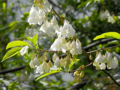 Halesia.jpg
