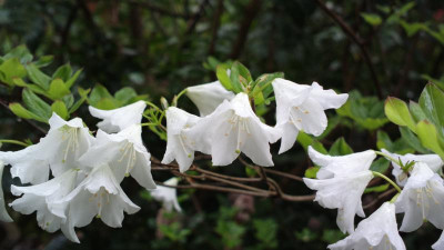 2013-05-09-0775R.quinquefolium.jpg