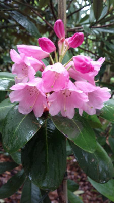 2013-05-09-0792R.platypodum_Clone_B.jpg