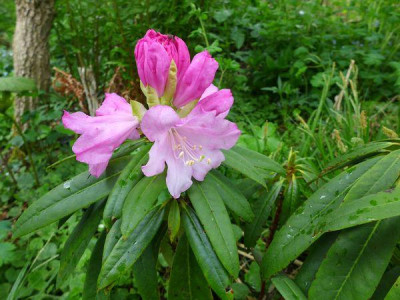 Rhododendron_mit_fortunei-Blut_fars_2013.jpg
