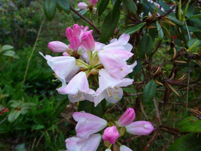 Rhododendron_anwheiense_fars_2013.jpg