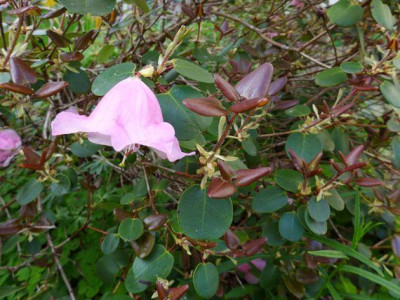 Rhododendron_williamsianum_fars_2013.jpg