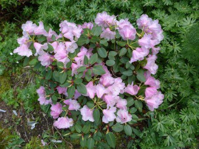 Rhododendron_williamsianum-Samling_fars_2013.jpg