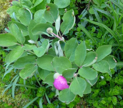 Paeonia_daurica_fars_2013.jpg