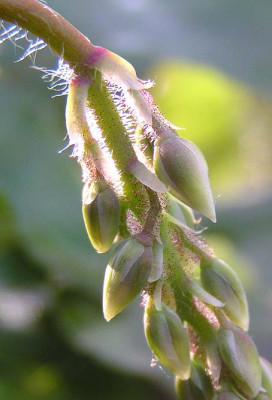 epimedium_warleyensis_orange_queen.jpg