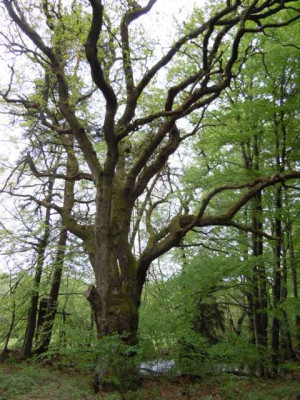 bachgrund_auwaldchen_paris_015.JPG