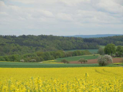 raps__und_apfelblutenlandschaft.JPG