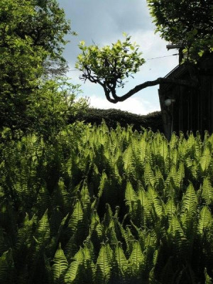 straussfarn-hang.jpg