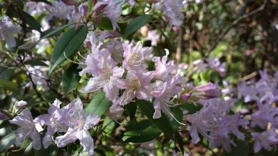 2013-05-09-0811R._yunnanense_aechmophyllum.jpg