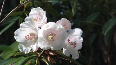 2013-05-09-0812_R._argyrophyllum_ssp._hypoglaucum.jpg