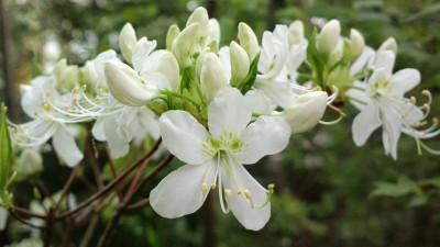 2013-05-09-0816R.vaseyi_White_Find.jpg