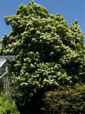 Catalpa_002.jpg