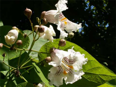 Catalpa_004.jpg