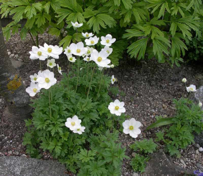 comp_Anemone_sylvestris_09.05.13.jpg