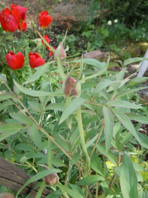 10.05.13_strauchpfingstrosenknospen_kiesbeet_007.JPG