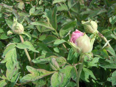 10.05.13_strauchpfingstrosenknospen_kiesbeet_008.JPG