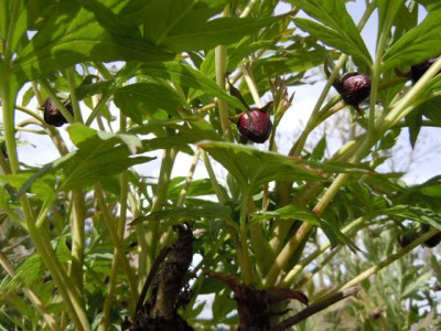 10.05.13_strauchpfingstrosenknospen_kiesbeet_009.JPG