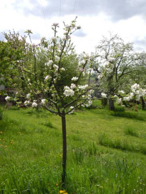 10.05.13_edelborsdorfer.JPG
