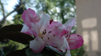 2013-05-10-0826R._edgeworthii_Inverleith_House_RBG.jpg