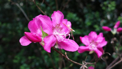 2013-05-10-0830R.albrechtii.jpg