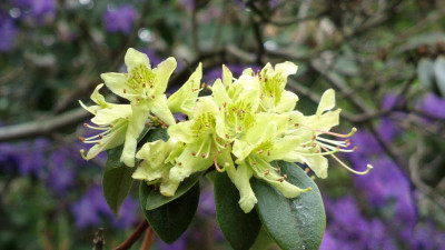 2013-05-10-0845R._ambiguum_Hesse.jpg