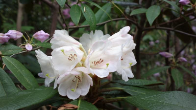 2013-05-10-0835R._wiltonii_Esveld.jpg