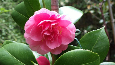 2013-05-10-0832Camellia_japonica_California.jpg