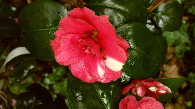 2013-05-09-0780Camellia_japonica_Gen.Coletti.jpg
