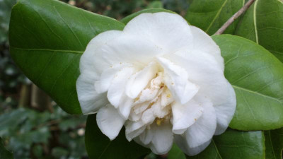 2013-05-09-0806Camellia_japonica_Superba_Alba.jpg