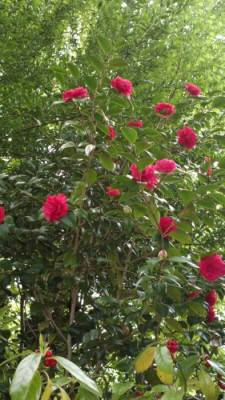 2013-05-08-0753Camellia_japonica_General_Leclerc.jpg