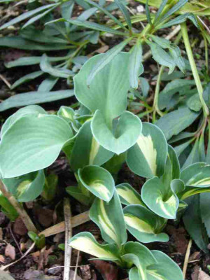 Hosta-SnowMouse.13-1.jpg