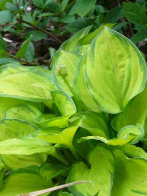 Hosta-EmeraldTiara.13-1.jpg