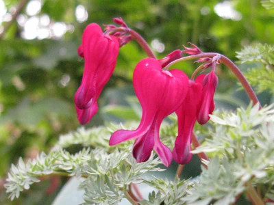 Dicentra_King_of_Hearts_800x600.jpg