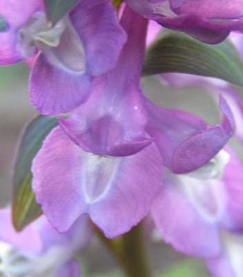 corydalis_cava.jpg
